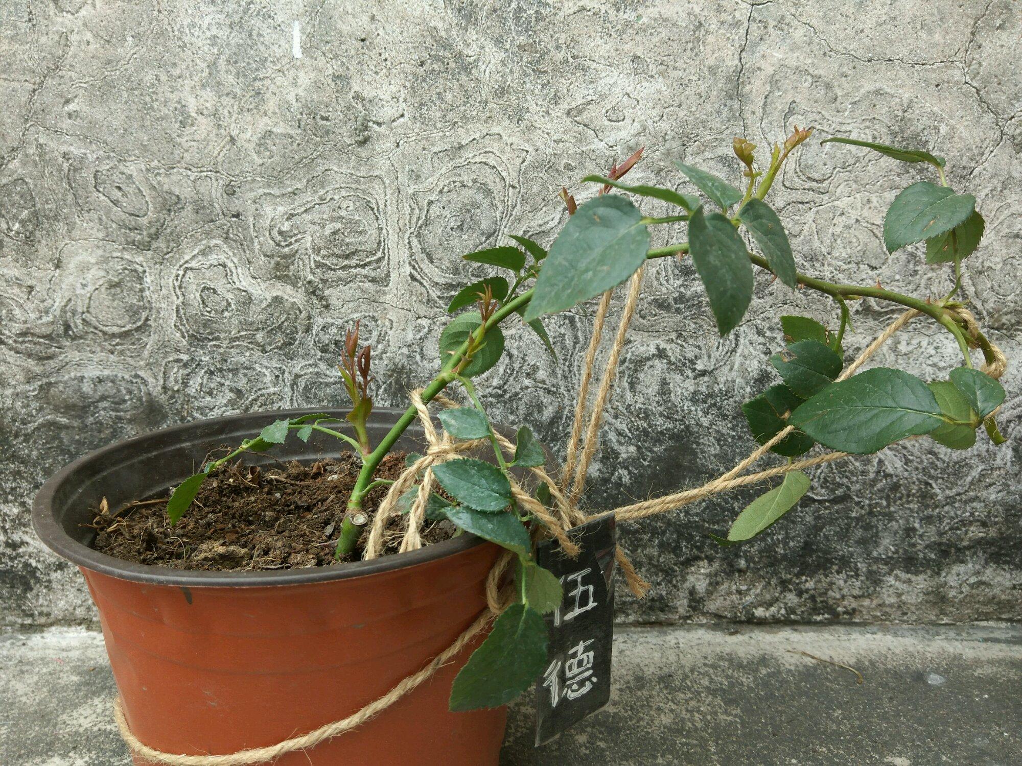 压枝促芽大法,专治月季一枝独秀