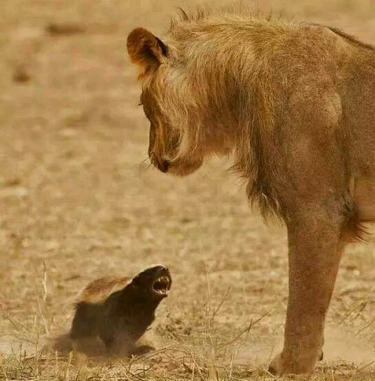 世界上最无所畏惧的动物蜜獾: 哥一生就没服过谁!