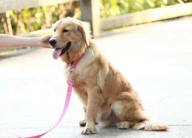 调教狗狗可分为三个阶段循序渐进,第一阶段最重要的了!