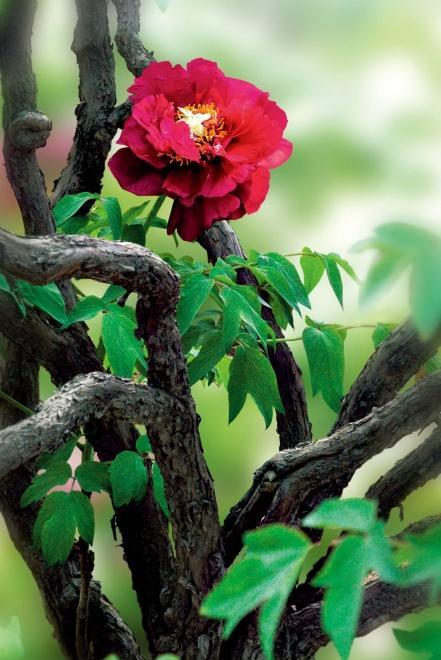 牡丹摄影百媚千红傲春风