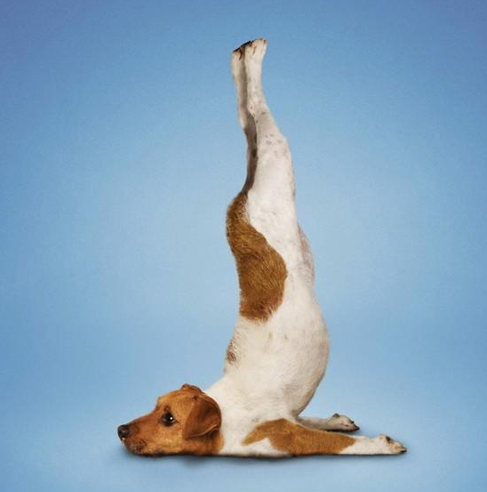 国际瑜伽日 怎能少了动物界的瑜伽大师呢