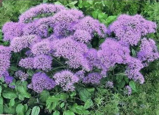 夕雾花的花语(夕雾花的花语 云居雁)