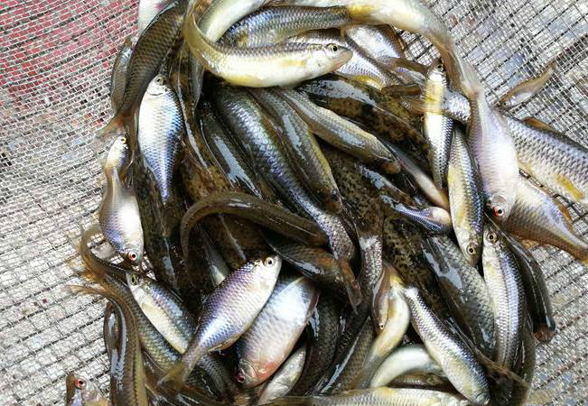 鱼贩集市上卖淡水鱼没想到给宠物鱼做饲料小鱼火价格立涨2块