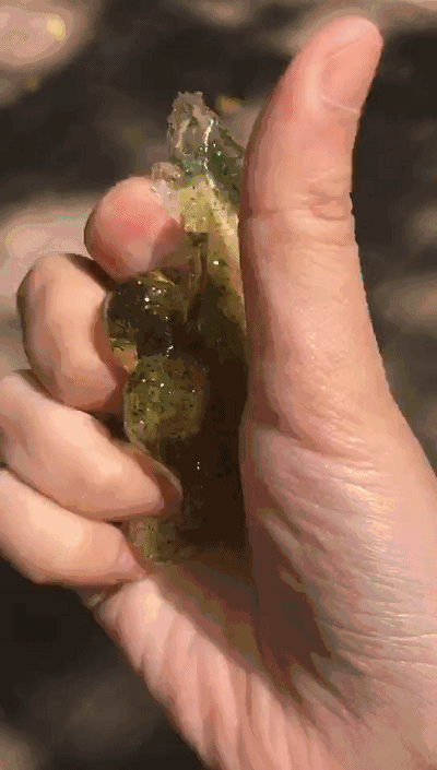 网红|水晶泥|硼砂_新浪新闻