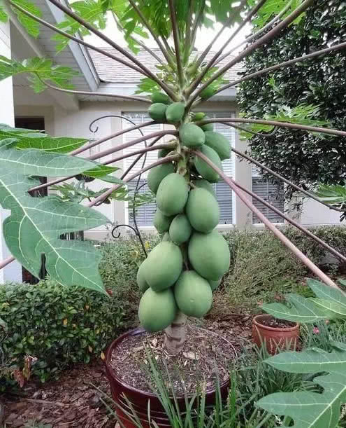 这5种水果种进花盆,结起果来压断枝,阳台盆栽一年不缺水果吃