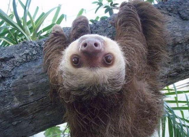 呆萌树懒的求偶交配过程, 笑哭的同时又让人怀疑真假