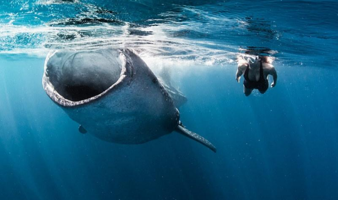 美女潜水员与大鱼共舞,近距离接触旗鱼鲸鲨魔鬼鱼,姿势很撩人