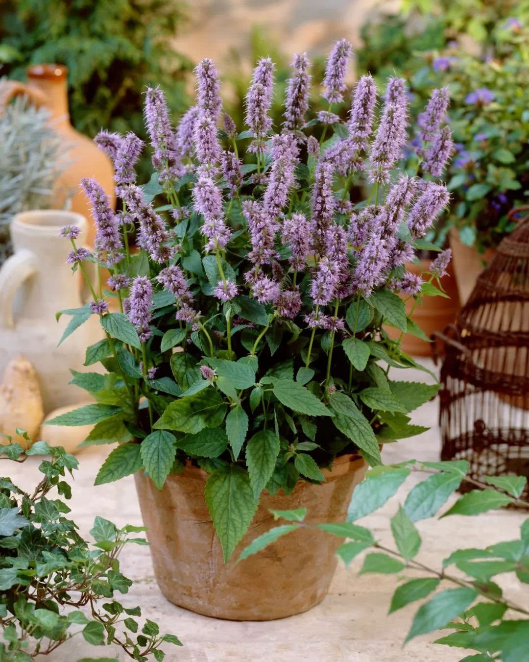 夏天家里养盆它驱蚊除异味蚊子再多都不怕