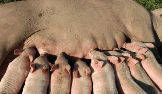 农村养猪户防压妙招, 有效解决母猪压死仔猪的现象!
