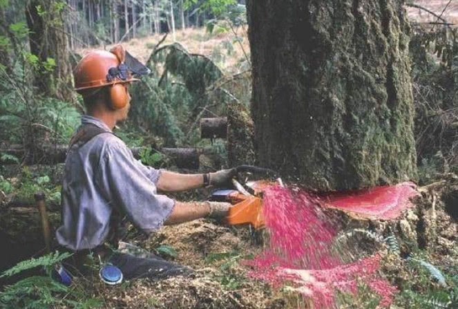 农民在大山里看见会流血的树没人知道血液是很珍贵的药