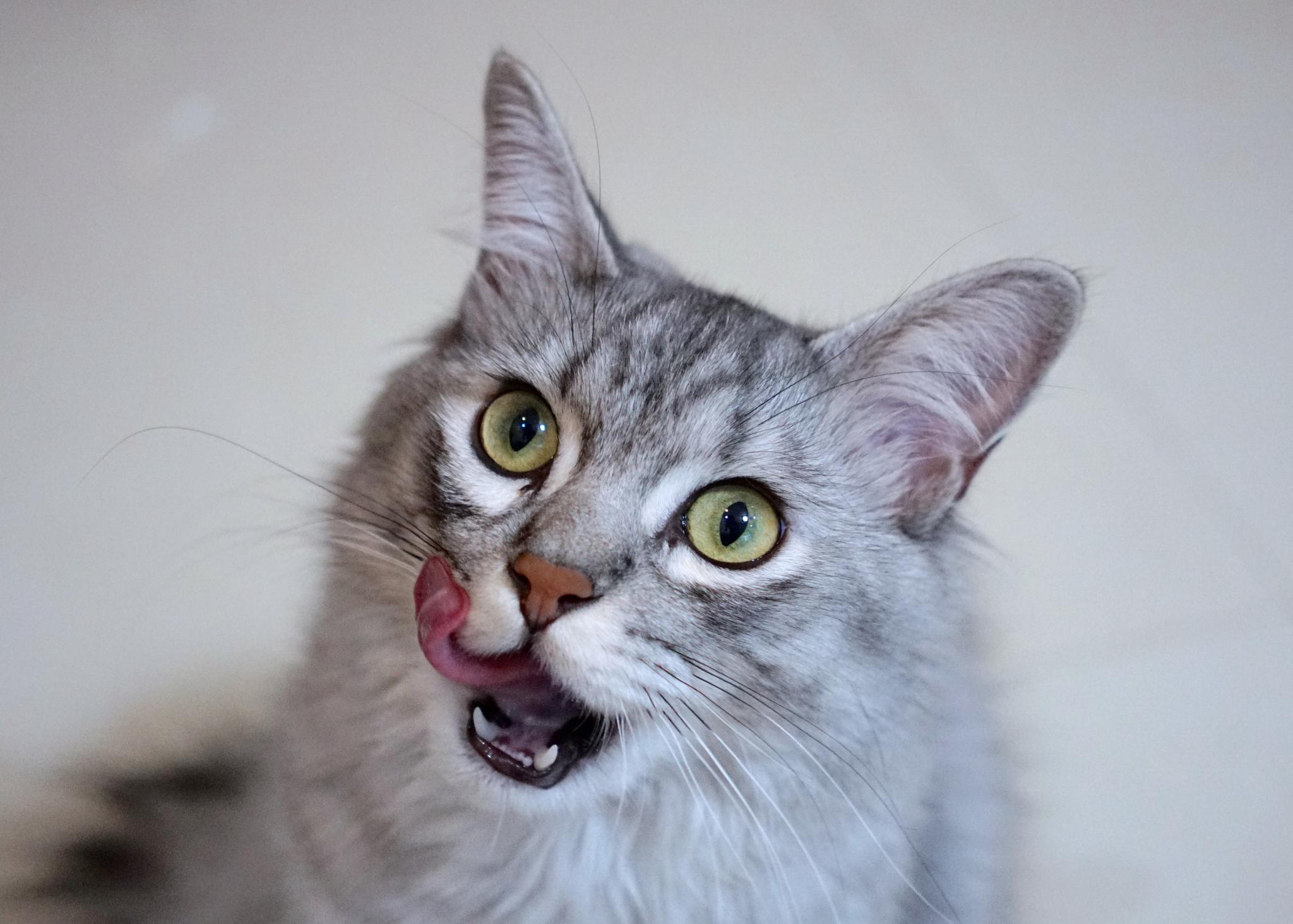 大家不要被这个小猫咪馋兮兮的样子给蒙蔽了