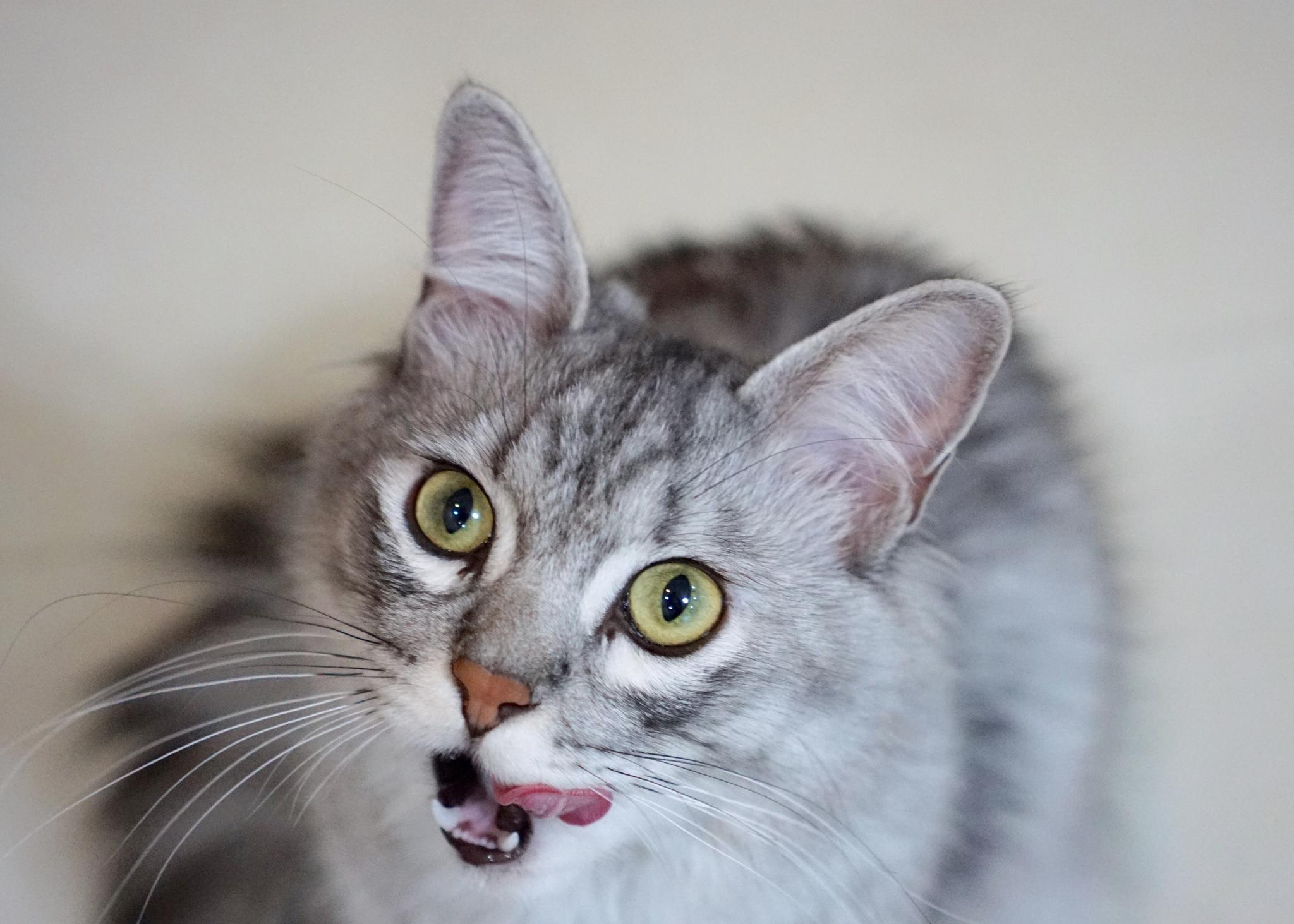 大家不要被这个小猫咪馋兮兮的样子给蒙蔽了