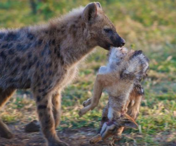 小鬣狗叼着小狼到处走一点也没有要吃的架势知道真相的我想流泪