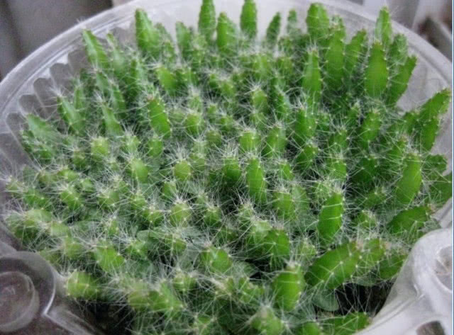 过不了多久,这些种子长出植株,看着就像是一颗颗小小的仙人球,但是比