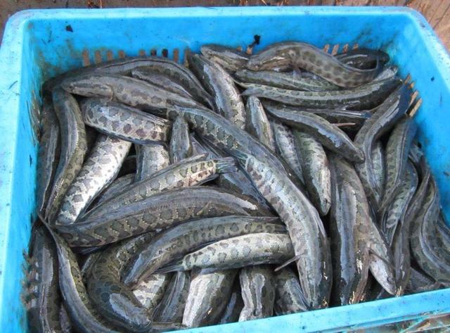 据说性情凶残, 却叫"孝子之鱼", 能加速伤口愈合, 一斤30都爱吃