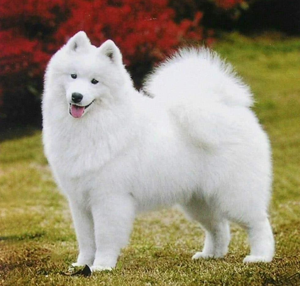 世界上最具有气质的四种宠物狗,第一名聪明和善,具有王者之气!