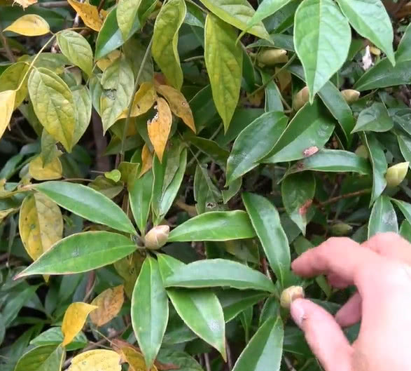 此大野果味道口感非常好不仅人们喜欢就连小鸟们也都为之青睐