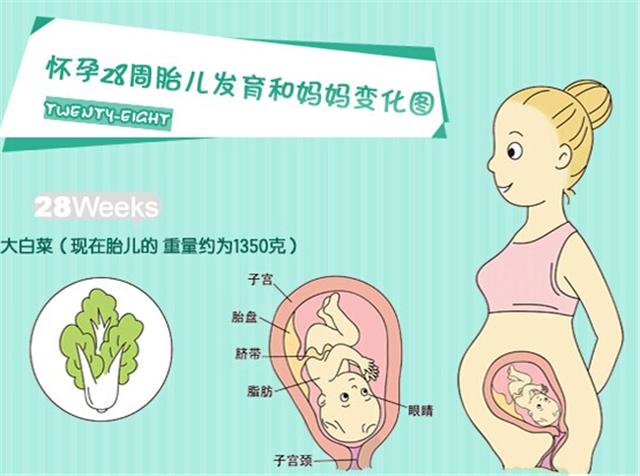 28周算7个月吗?