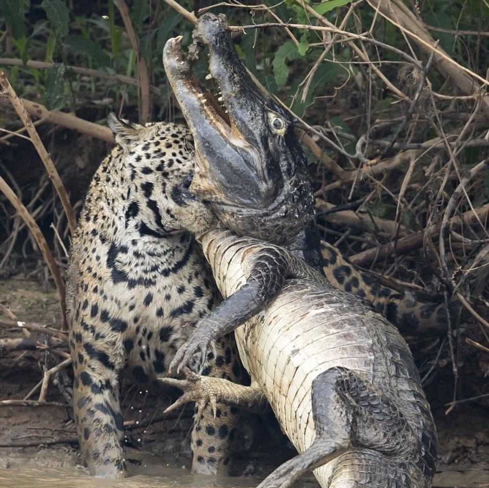 美洲豹水边鏖战20分钟咬死鳄鱼叼起就走