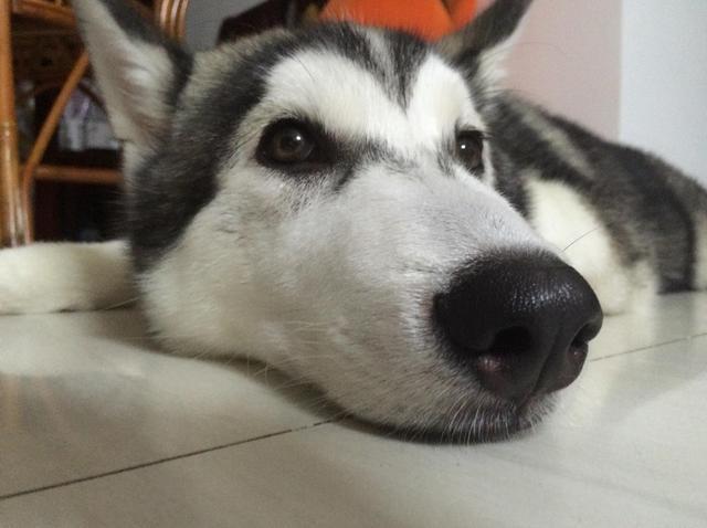 狗界大傻哈士奇,每天拿鼻孔怼我,终于有天忍不住了