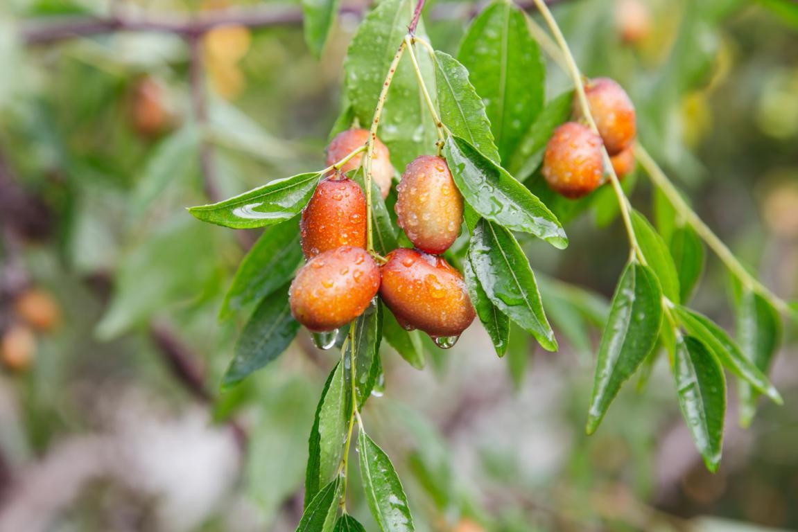 红枣挂满枝 待君来采撷|中华枣乡风情游开幕 万人枣园尝鲜祈福