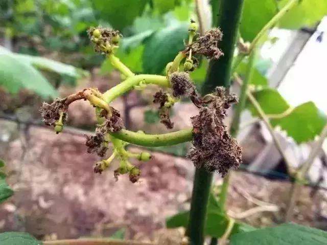 太全了葡萄病虫害图谱整理14病害8虫害