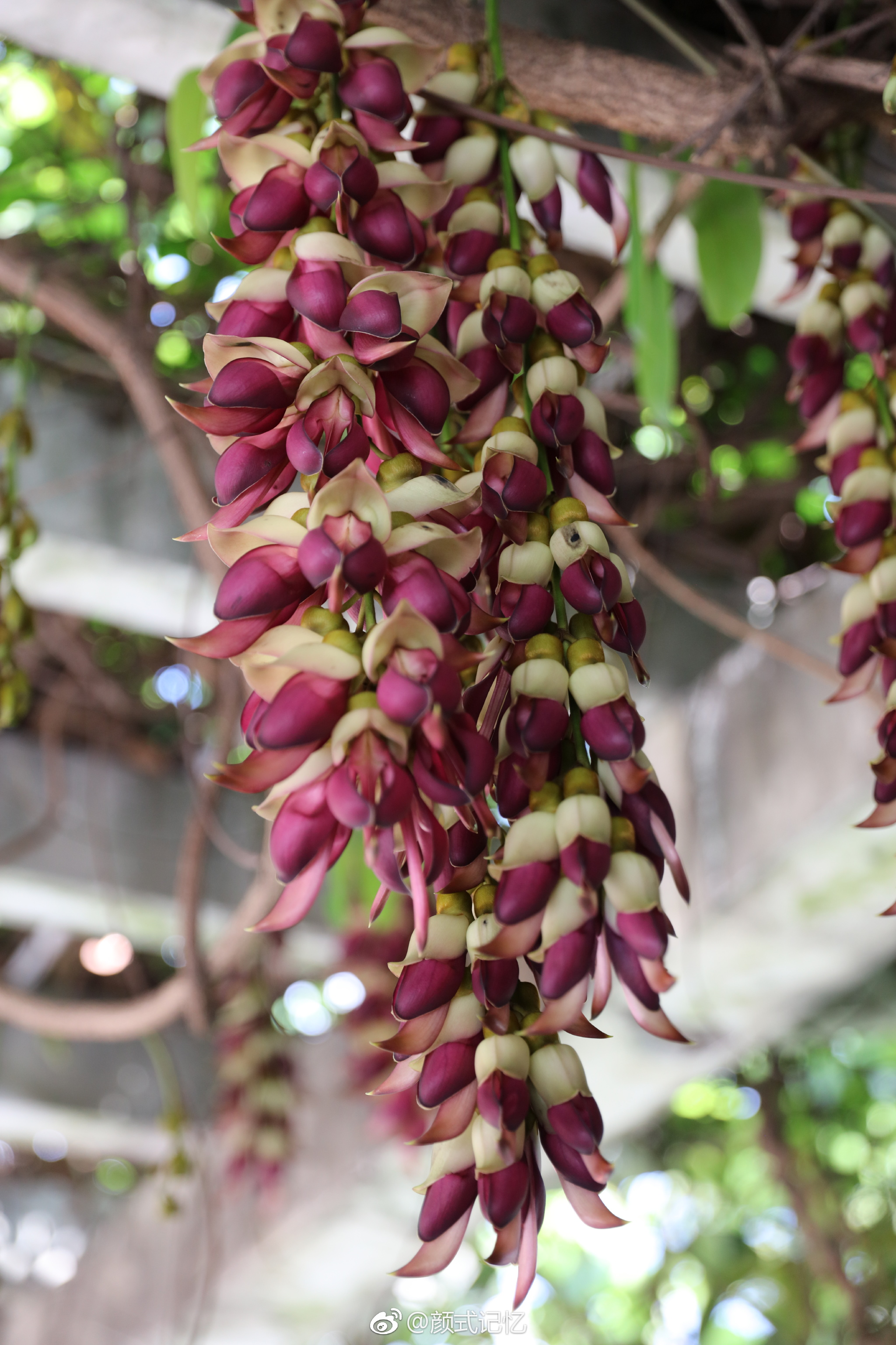 欢快,快乐,脱俗的爱一一禾雀花.