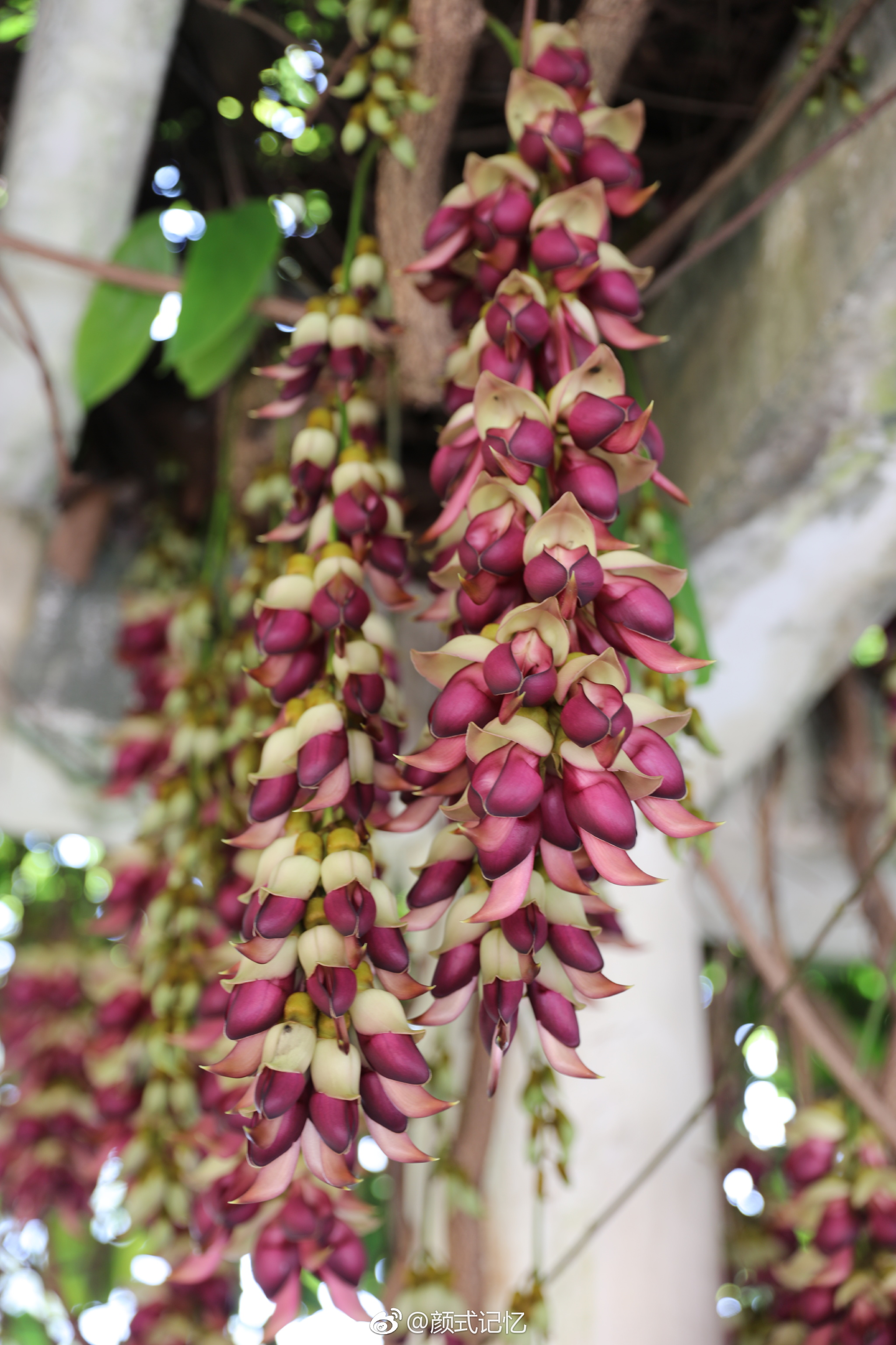 欢快,快乐,脱俗的爱一一禾雀花.(拍摄于江门蓬江公坑寺内,种植