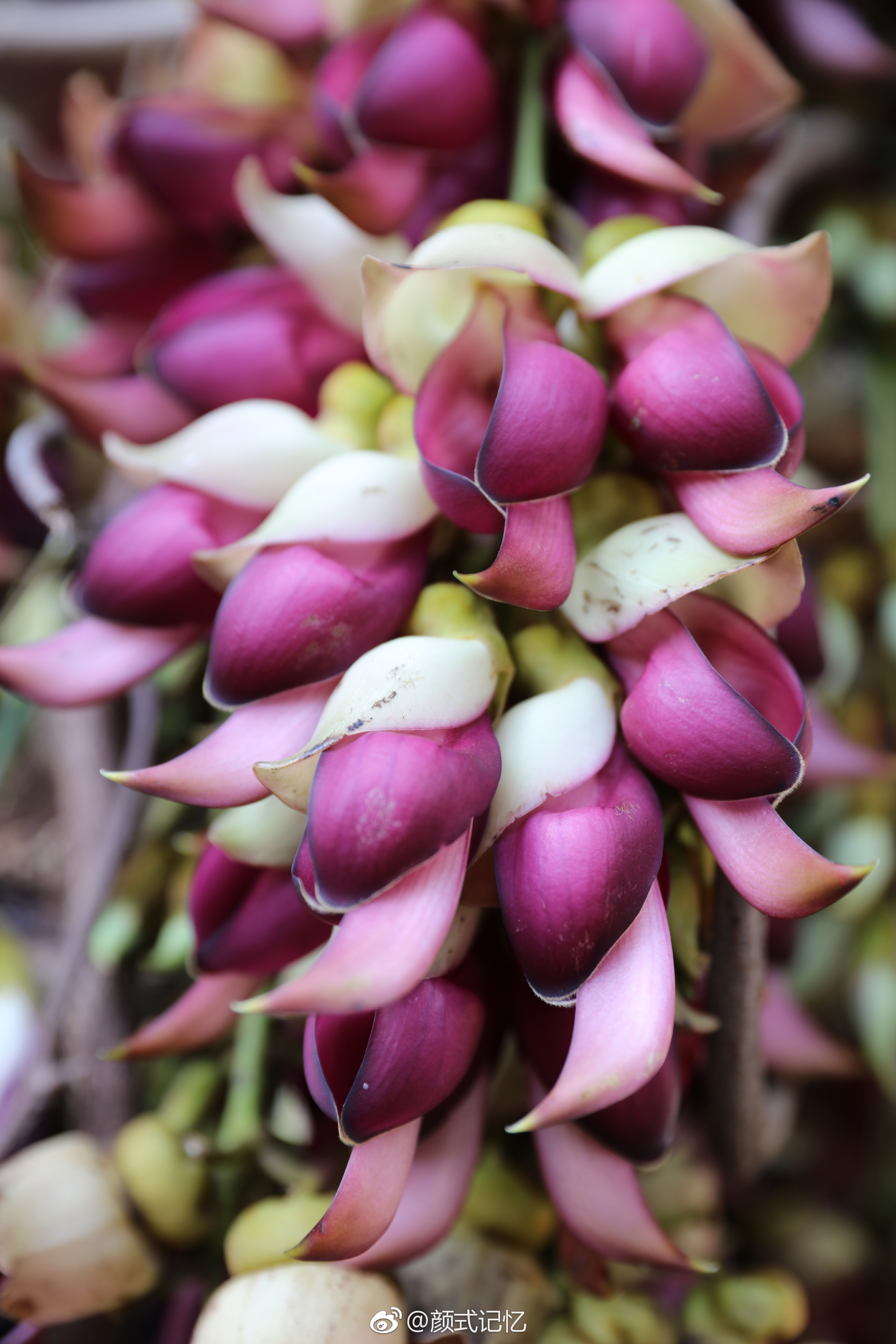 欢快,快乐,脱俗的爱一一禾雀花.(拍摄于江门蓬江公坑寺内,种植