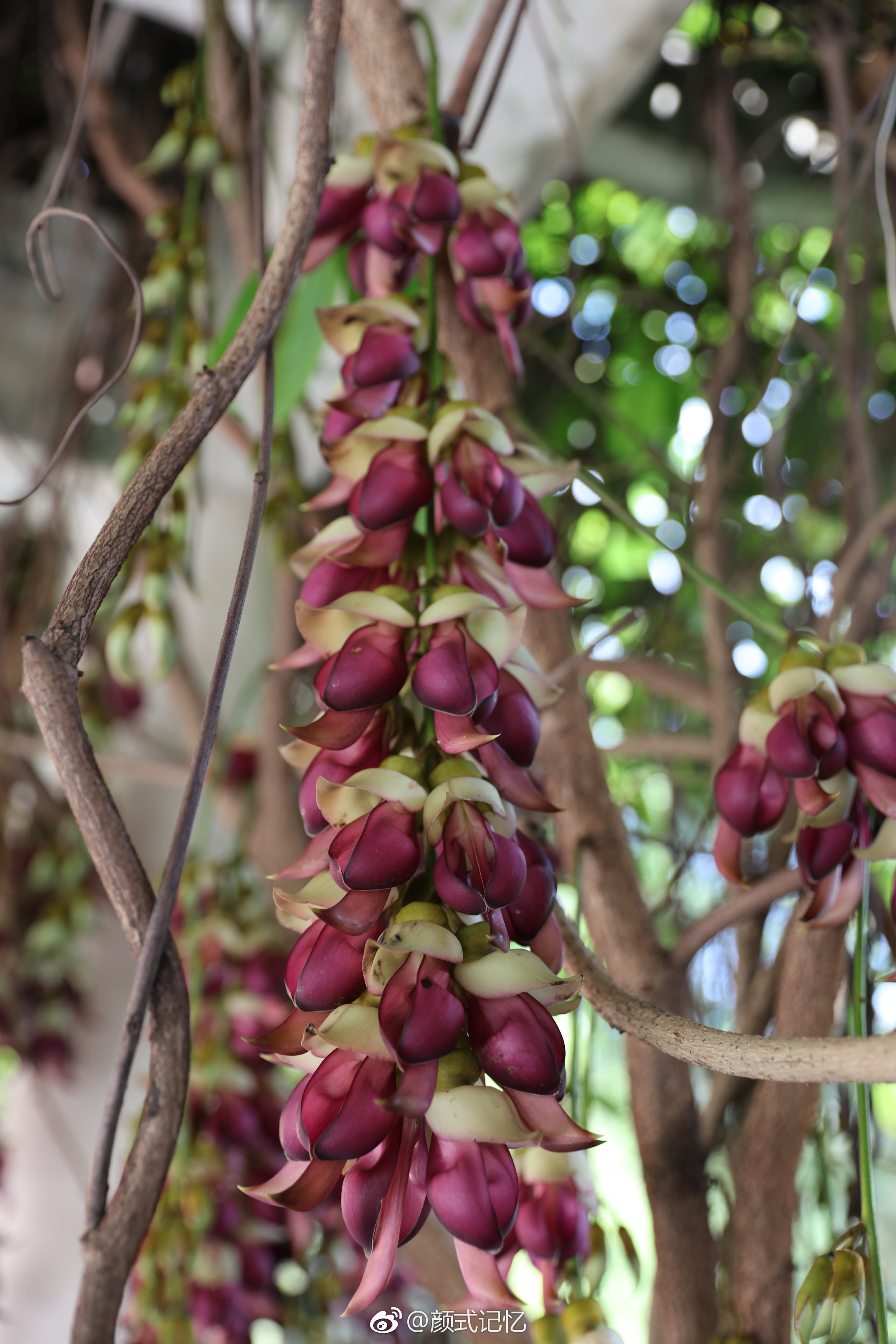 (拍摄于江门蓬江公坑寺内,种植|禾雀花|蓬江|串状_新浪新闻