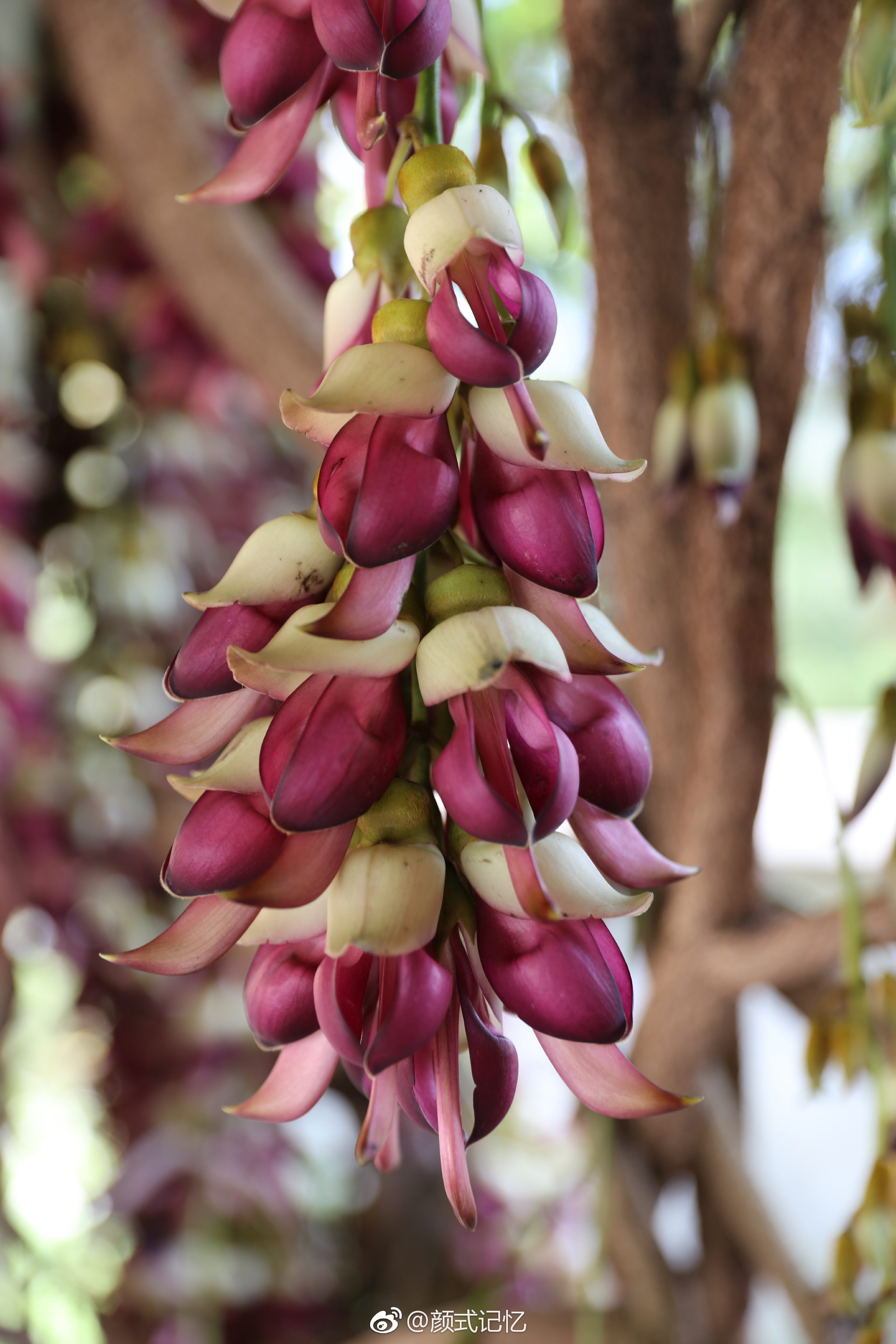 欢快,快乐,脱俗的爱一一禾雀花.(拍摄于江门蓬江公坑寺内,种植
