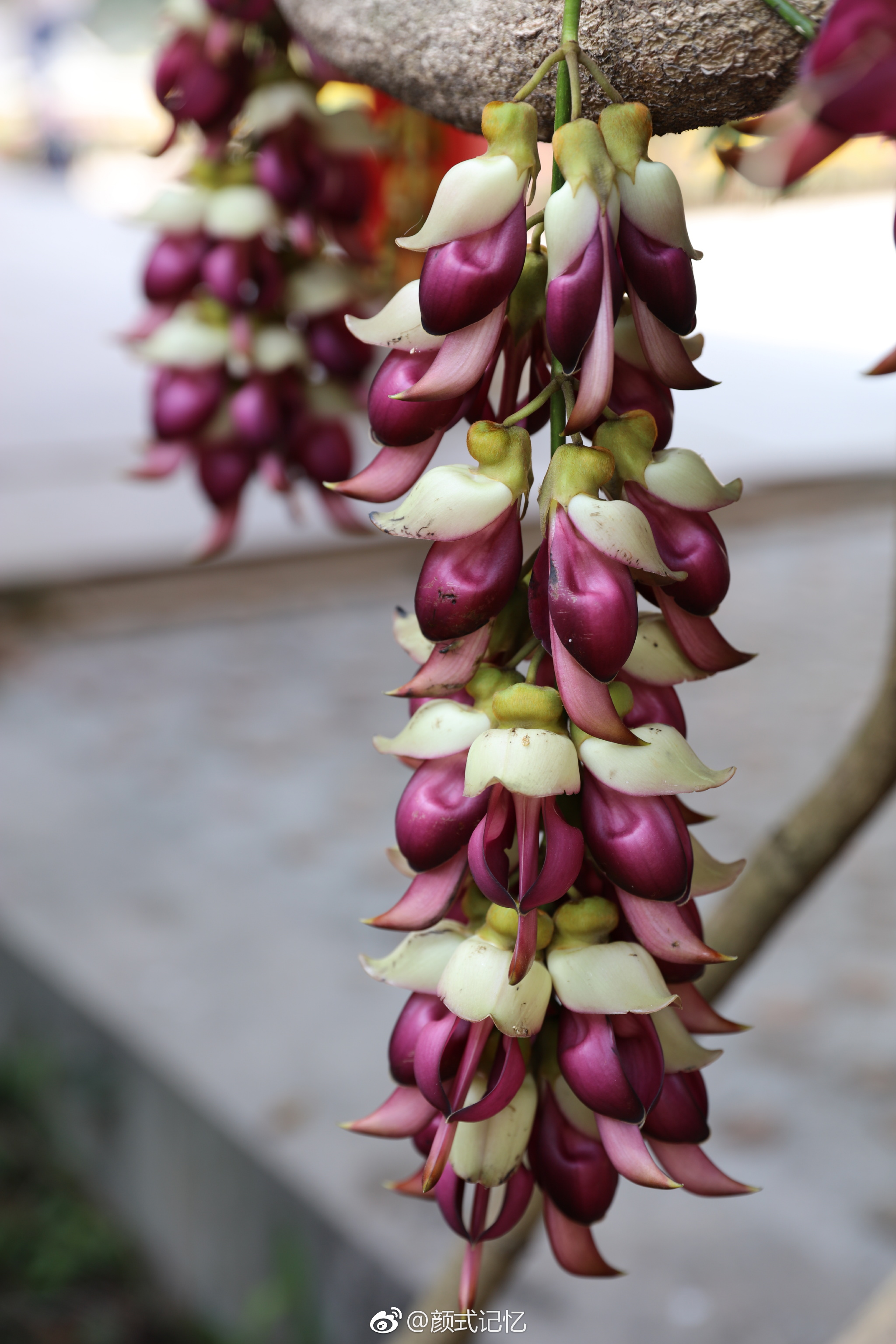 欢快,快乐,脱俗的爱一一禾雀花.(拍摄于江门蓬江公坑寺内,种植