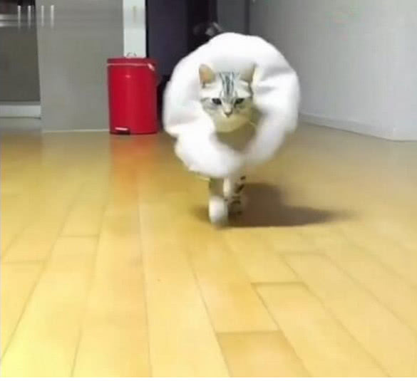 主人带猫咪走猫步,走到舞台中央不忘摆造型,这简直成精了!