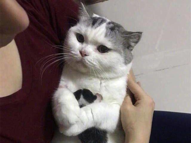 猫咪母爱泛滥抱着别人家的孩子不撒手听说要还回去一脸憋屈样
