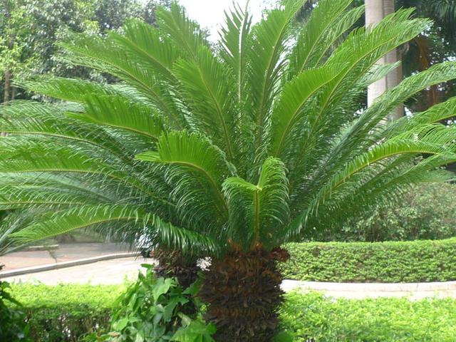 铁树怎么养好浇上农家肥叶片又宽又绿