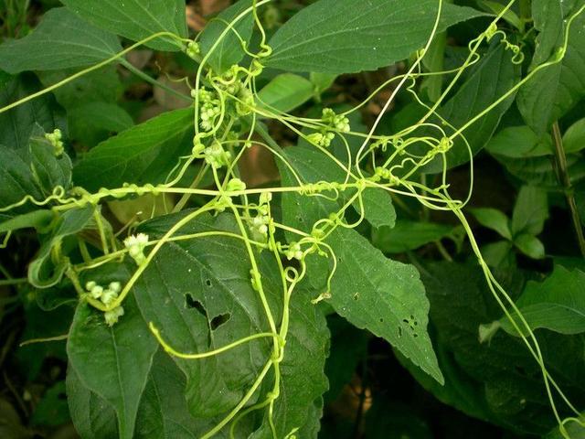 它虽然依靠别人才能生长,但是它用来养生治病却有良效!