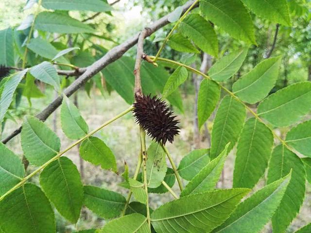 村里这种树不值钱但价值却很高用2颗还能治牙痛