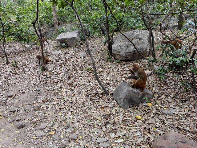 走, 到桂林七星公园看猴去!|七星公园|桂林|游人_新浪网