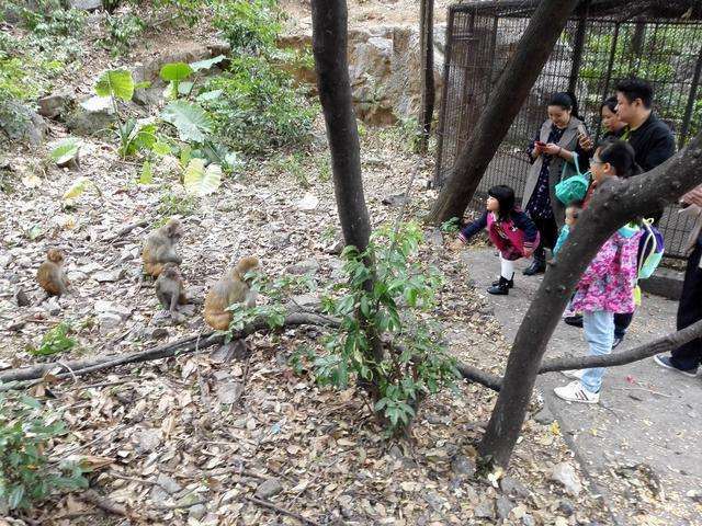 走, 到桂林七星公园看猴去!|七星公园|桂林|游人_新浪网