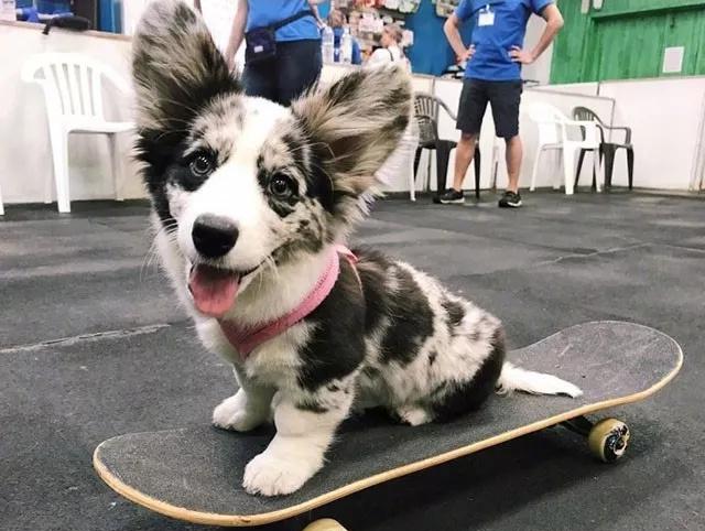 第一次看见黑白灰3色的柯基,简直就像坠入凡间的小天使