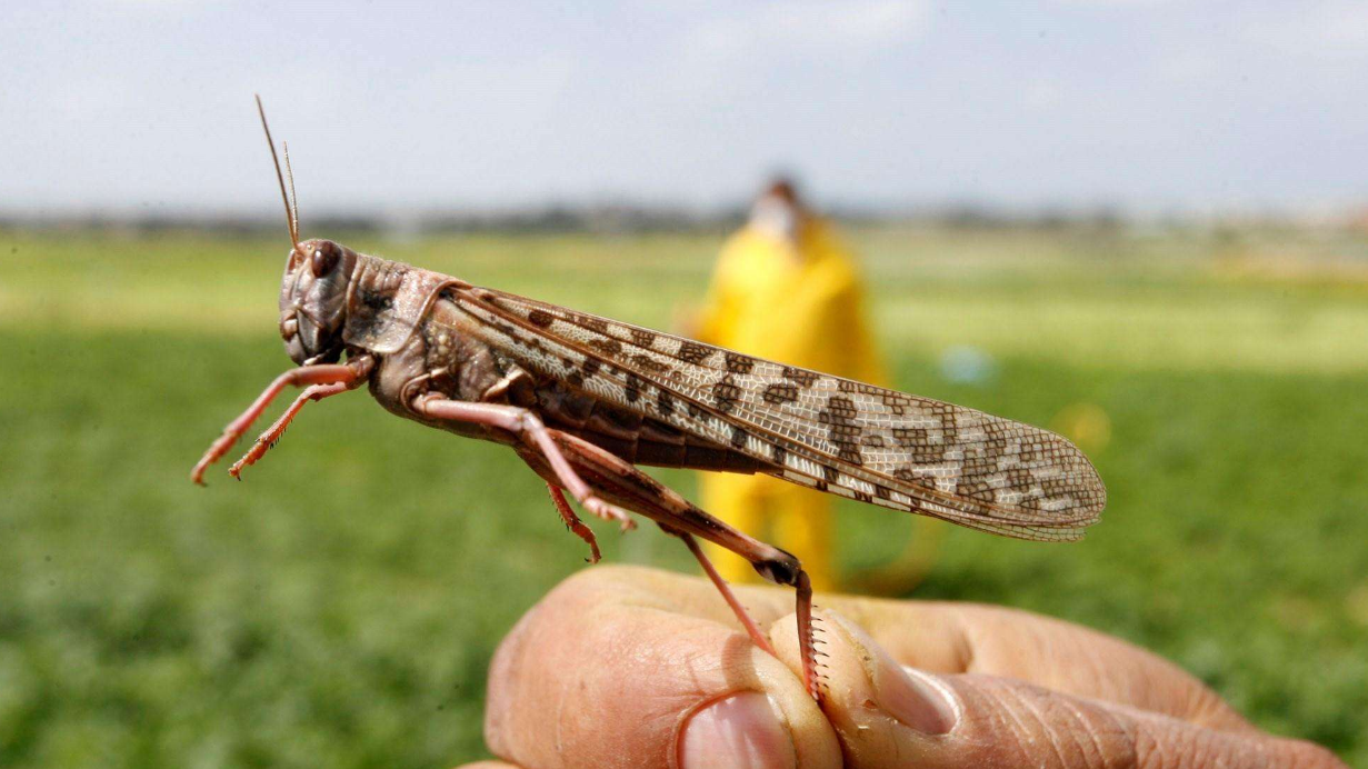为什么每逢旱年寸草不生,而蝗虫却能成灾?
