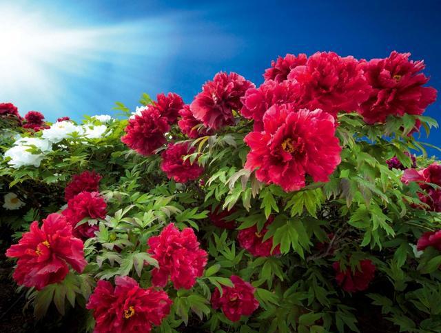 牡丹摄影百媚千红傲春风