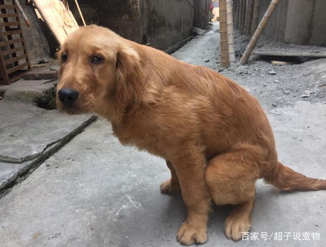 男友送了女生一只大金毛,结果分手后谁都不要狗了