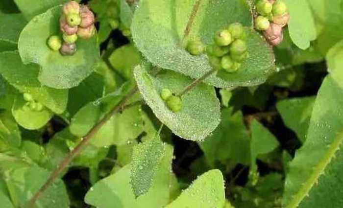 全身长满倒刺的草农民烦蛇见了怕关键时刻能救人命是中药