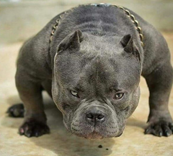 最猛不过肌肉狗,看到这8张图的时候,能否感觉寒气逼人