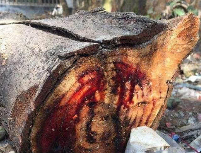 农民在大山里看见会流血的树没人知道血液是很珍贵的药