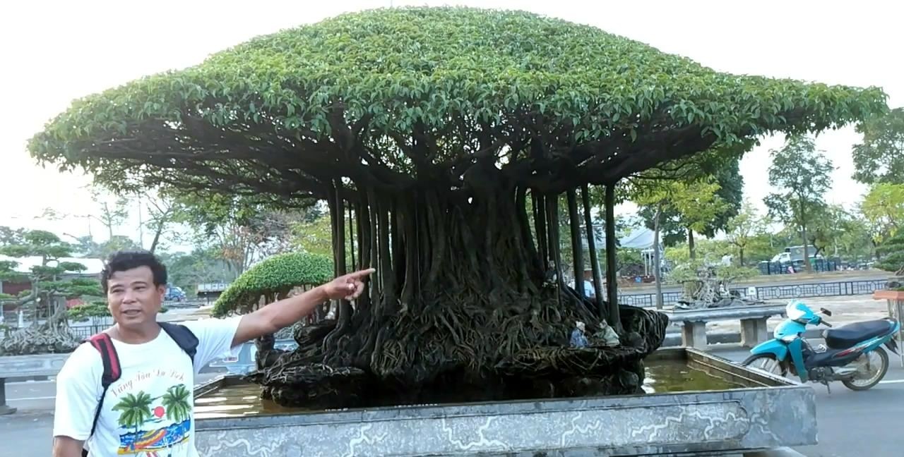 越南|盆景|精品_新浪新闻