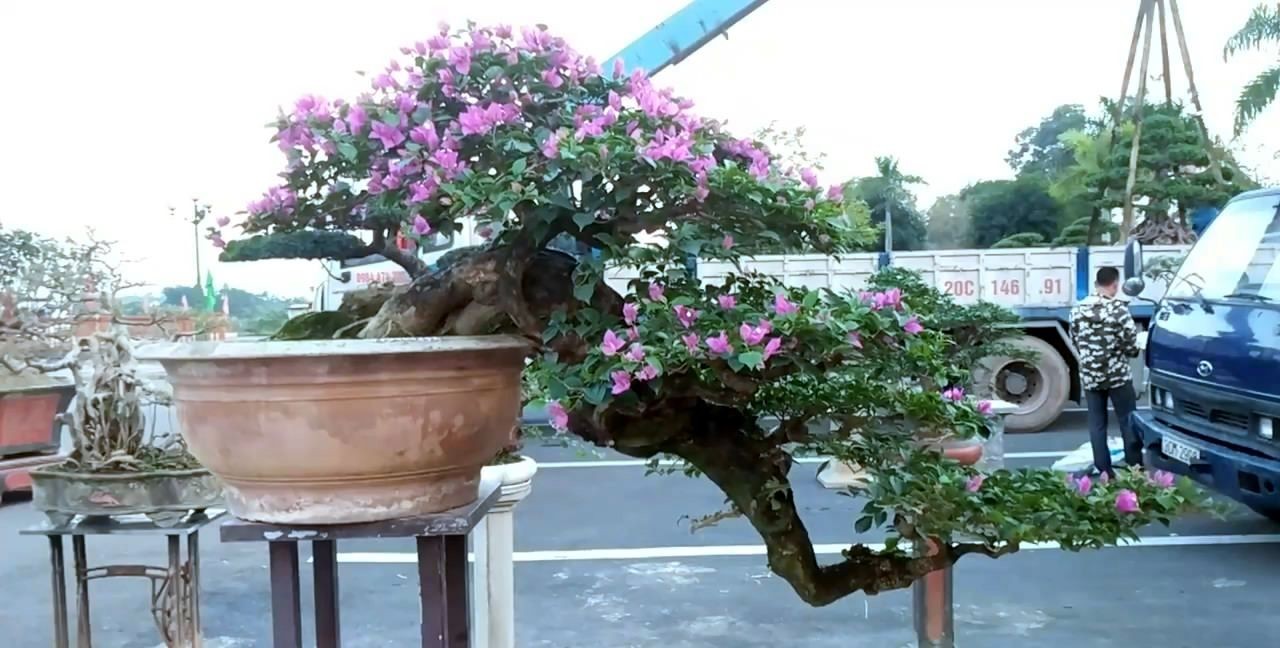 精品盆景赏析:大师级盆景作品展览,越南的盆景你觉得好看吗?