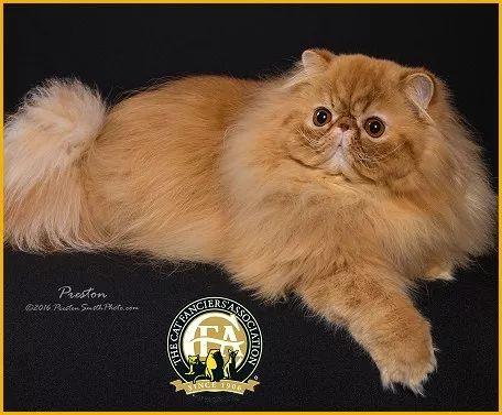 还以为金吉拉是一种品种猫没想到连百度百科都错了