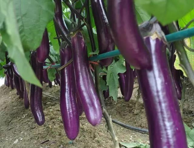 别再羡慕别人家茄子长的好,产量高了,你这样做了也可以高产!